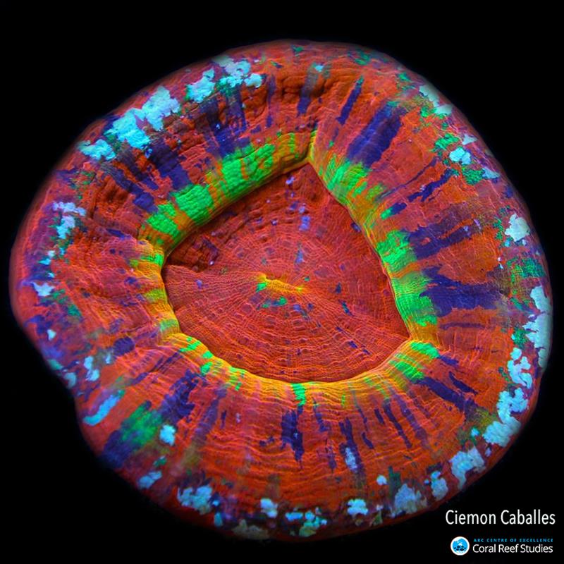 The Australian saucer coral (Homophyllia australis), lives just off the coast of Mackay. With the worldwide demand for Australian aquarium corals increasing, a single aquarium specimen of Homophyllia australis fetched more than $8,000 AUD in Japan in 2017 photo copyright Ciemon Caballes taken at 