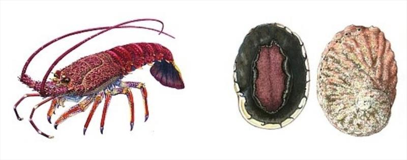 Rock lobster and abalone catch estimates - photo © DPIPWE Fishing