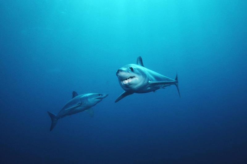 Two mako sharks swimming photo copyright NOAA Fisheries taken at 