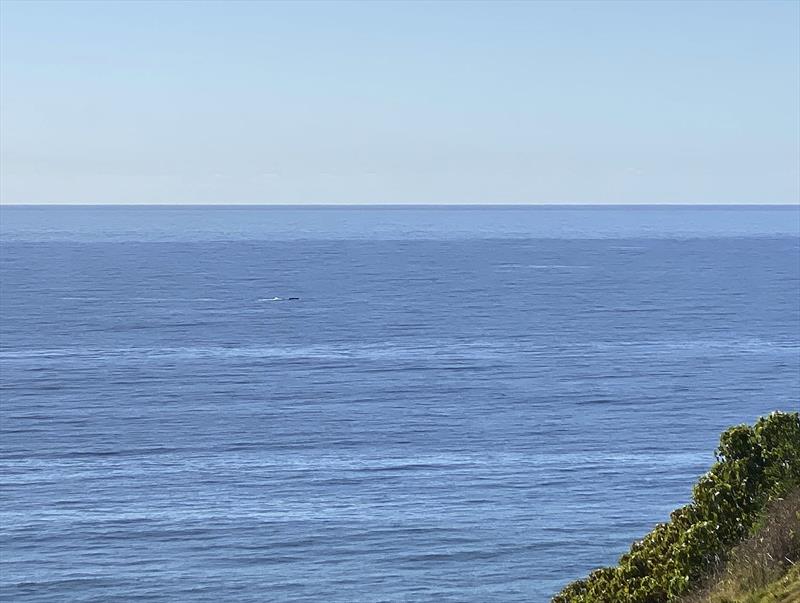 Serendipity - stop at the lookout and voilà, a whale sighting... Nice work. (Would have only been better if I had the real lens with me and not just the phone - sorry.) - photo © John Curnow