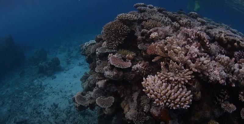 International Coral Reef Initiative photo copyright GBRMPA taken at 