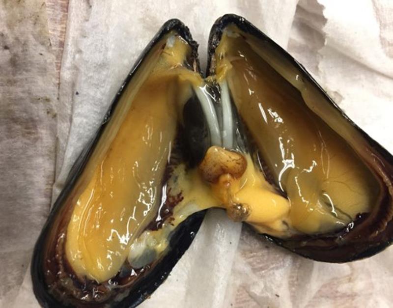 A dissected blue mussel (Mytilus edulis), showing the gills adhering to the inside of the shell photo copyright NOAA Fisheries taken at 