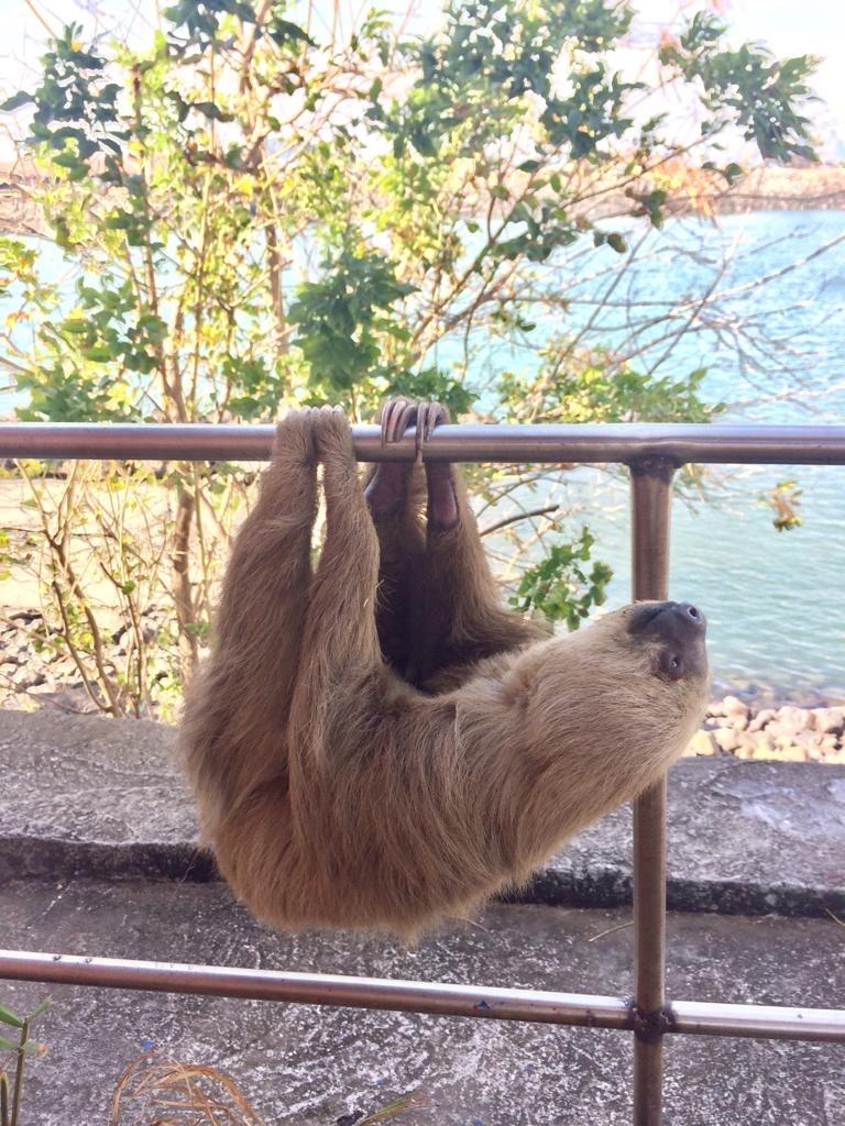 Sloth - photo © World Cruising Club