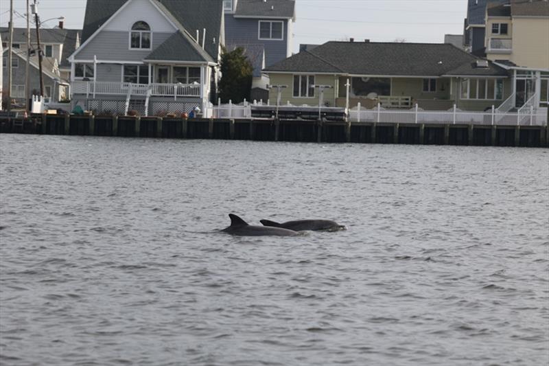 Being close to shore can put dolphins in danger. - photo © Marine Mammal Stranding Center