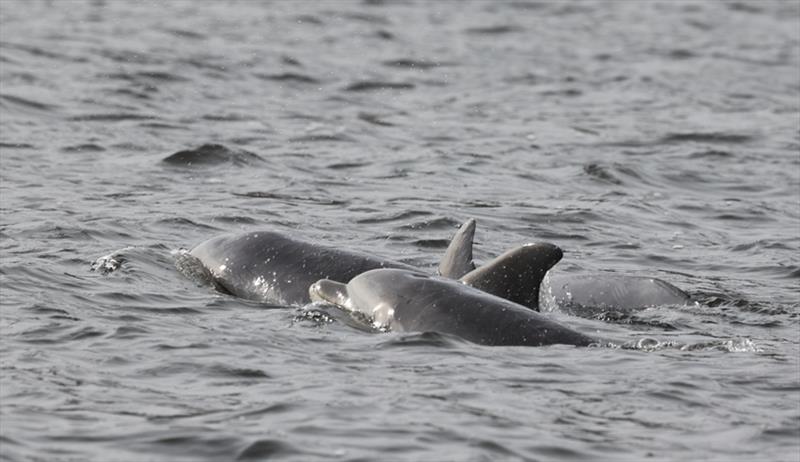 Bottlenose dolphins in the Shrewsbury River photo copyright Marine Mammal Stranding Center taken at 