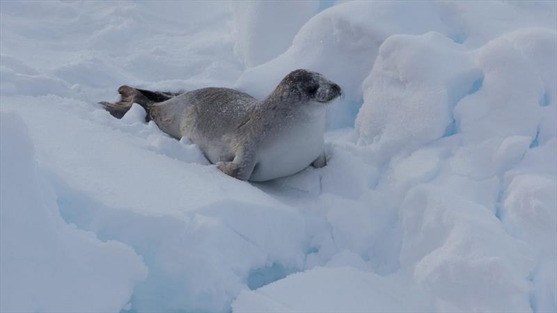 Can icebergs be towed to water-starved cities? photo copyright Peter Kimball taken at 