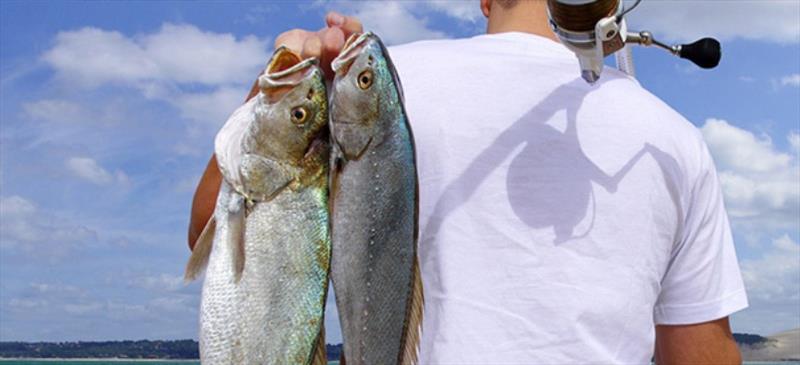 Fish Rules app - photo © MarineMax