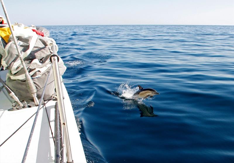 Dolphin spotted during the round the world race photo copyright Guo Chuan / Green Dragon Racing / Volvo Ocean Race taken at 