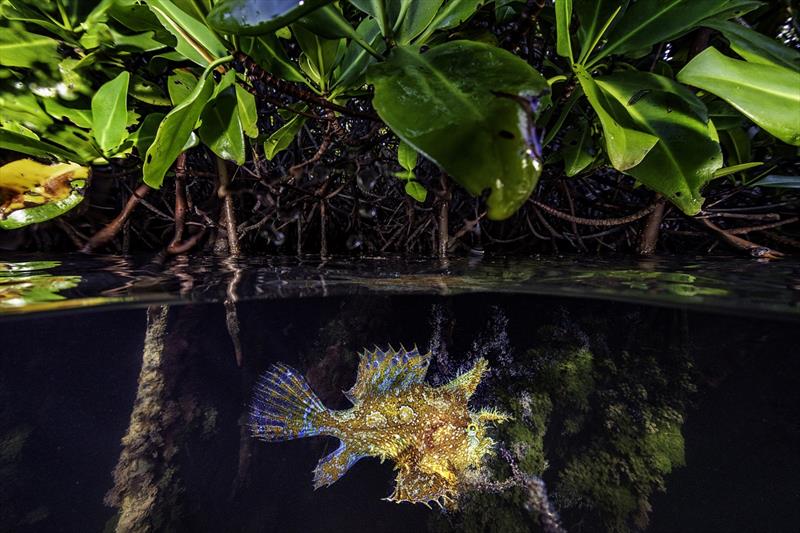 A rare sighting of a Sargassum frogfish in mangroves, Lac Bay, Bonaire photo copyright Lorenzo Mittiga / Ocean Image Bank taken at 