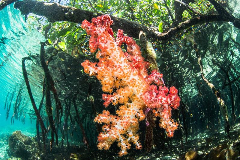 Soft coral grows on a mangrove root in Raja Ampat, Indonesia photo copyright Toby Matthews / Ocean Image Bank taken at 