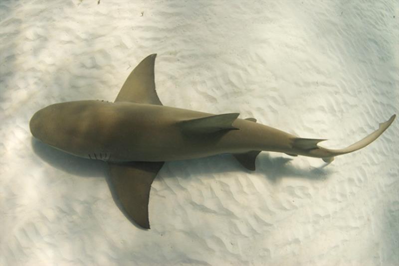 A lemon shark swimming as seen from above photo copyright iStock taken at 