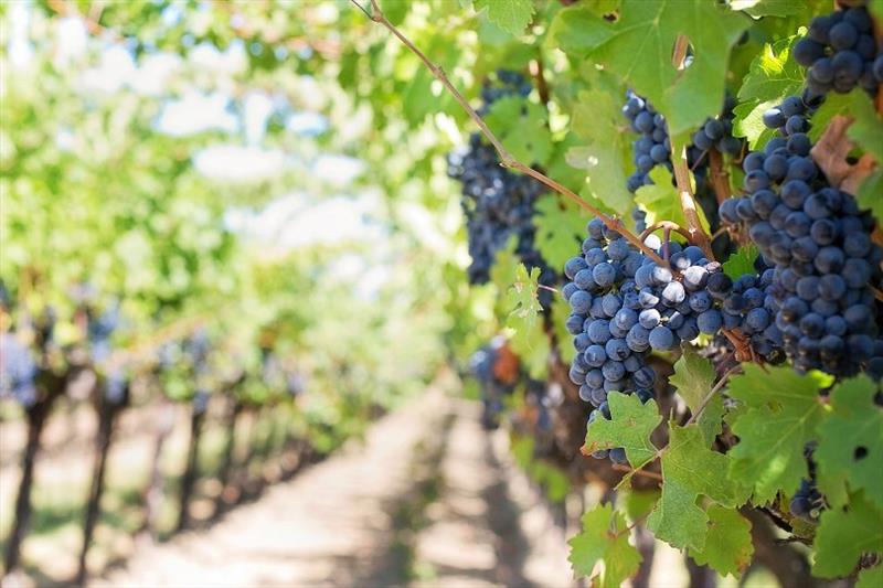 Vines almost ready for harvest - photo © Photo supplied