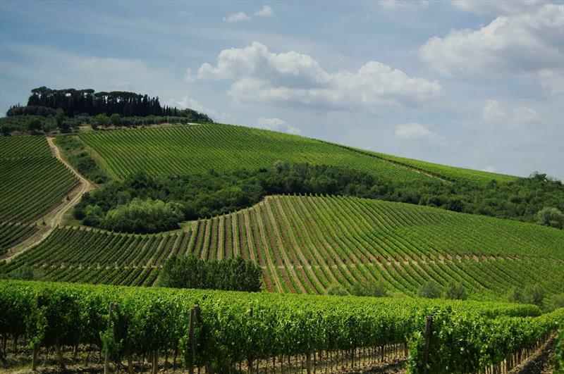 Pristine vines growing on the rolling hills in France - photo © Photo supplied