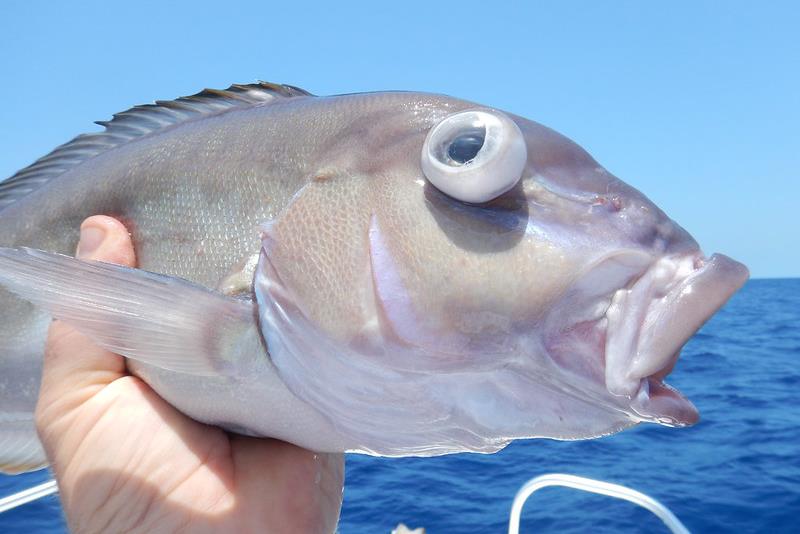 Barotrauma is a pressure-related injury causing internal damage and bloating photo copyright Bryan Fluech / Florida Sea Grant taken at 