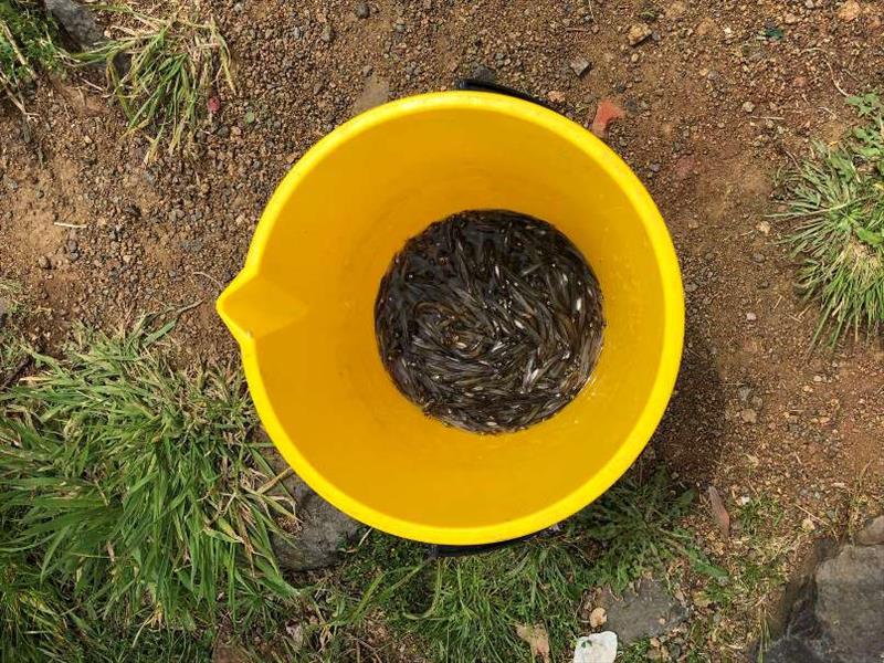 Whitebait bucket courtesy Inland Fisheries Service. - photo © Carl Hyland