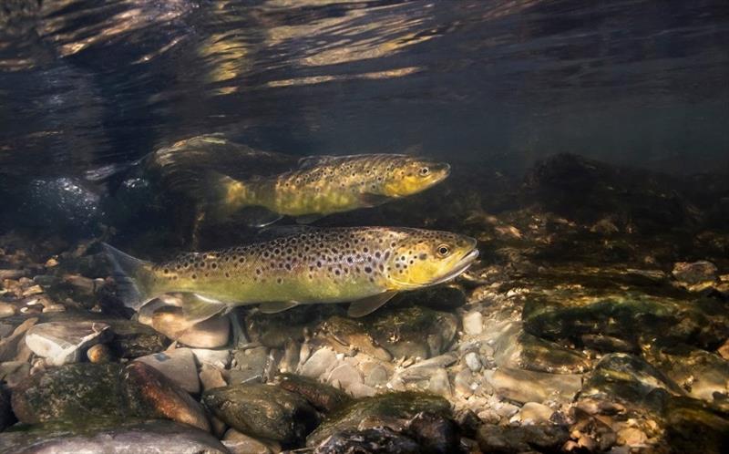 Trout season open photo copyright RFA of NSW taken at Recreational Fishing Alliance of NSW (RFA of NSW)