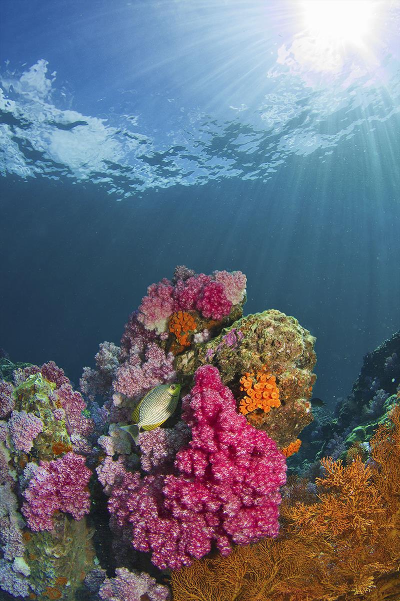 The brightest colours found in coral reefs photo copyright West Nautical taken at 
