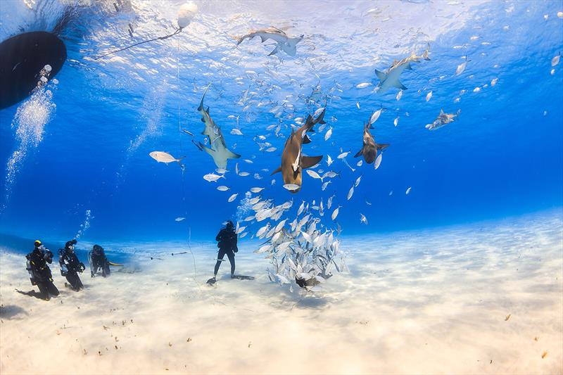 Diver surrounded by Lemon shark and Caribbean reef shark in shallow clear water at Tiger Beach, Bahamas. Some of the clearest oceans on earth are found here photo copyright West Nautical taken at 
