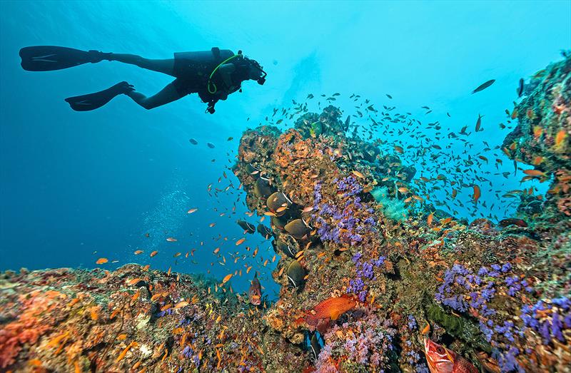 There are so many species and life forms found on a coral reef photo copyright West Nautical taken at 
