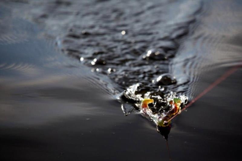 Watching a barra scoff a frog imitation off the surface is something else, if you haven't done it before maybe pack a spare pair of dacks for afterwards photo copyright Fisho's Tackle World taken at 