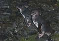 King Island Fairy Penguins are bountiful and such a delight to watch © John Curnow