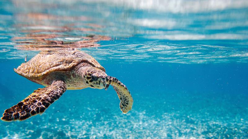 The Seychelles are a great place to snorkel and see marine life including turtles photo copyright West Nautical taken at 