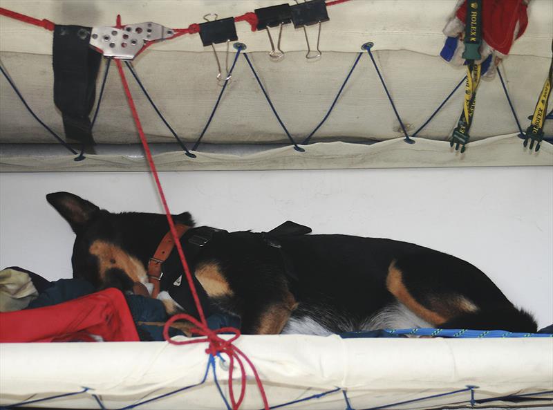 Good Doggy! Off watch and goes to a windward pipe cot. Every bit helps!!! - photo © Alex McKinnon Photography