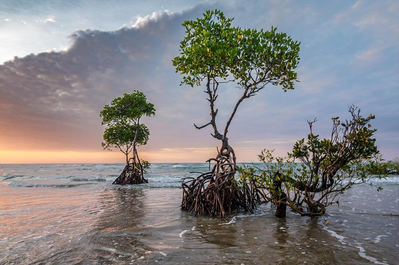 Mangroves are a vital marine habitat for storing carbon photo copyright The Ocean Race taken at 