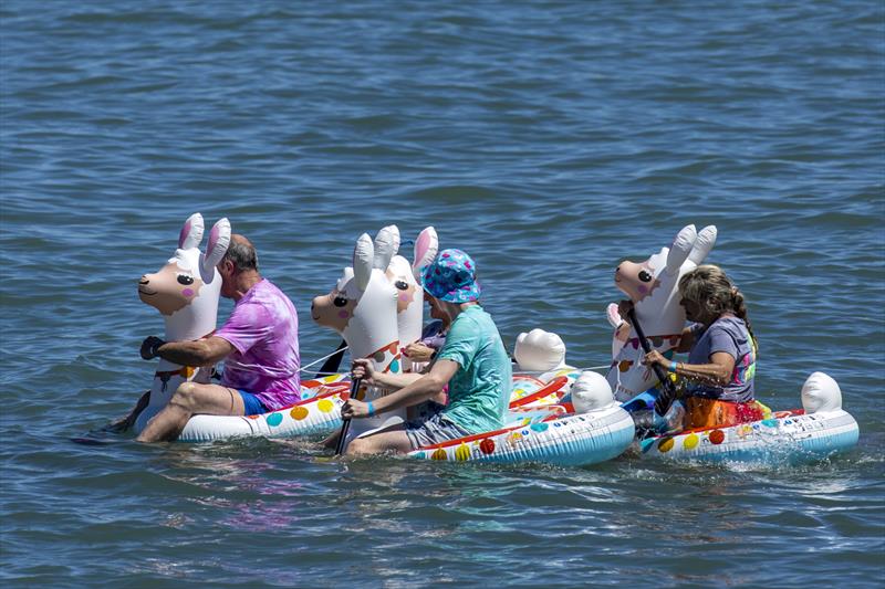 Llama family enjoy the Great Inflatable Race - SeaLink Magnetic Island Race Week - photo © Andrea Francolini
