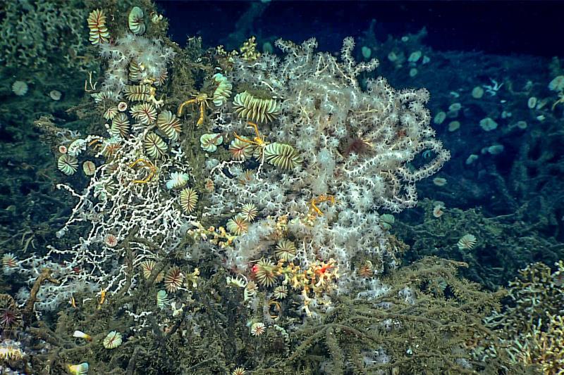 Deep sea coral photo copyright NOAA taken at 