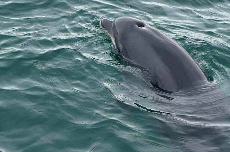 Castle Cove SC centenary celebrations include dolphins joining the Sail Past - photo © CCSC