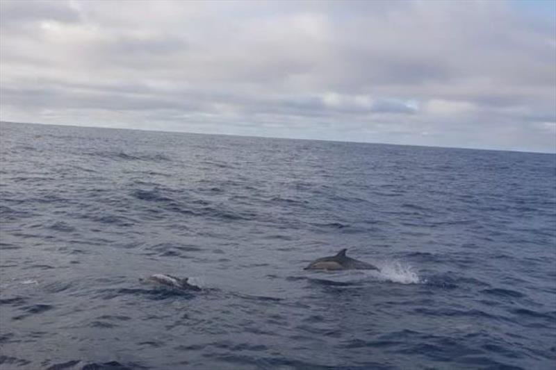 The crew of Frantic with some friendly Tasman Sea Dolphins - Sydney to Auckland Ocean Race 2023 - photo © RPAYC Media