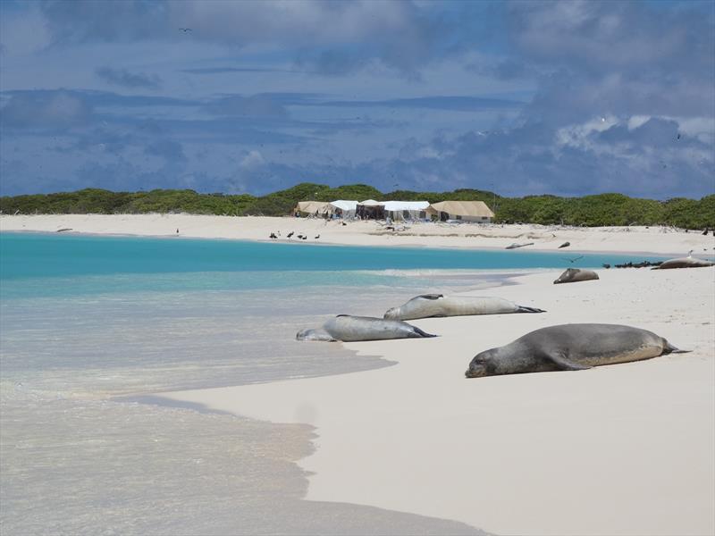 Hawaiian monk seals bask on the beach at Kapou during the 2024 field camp season photo copyright NOAA Fisheries taken at 