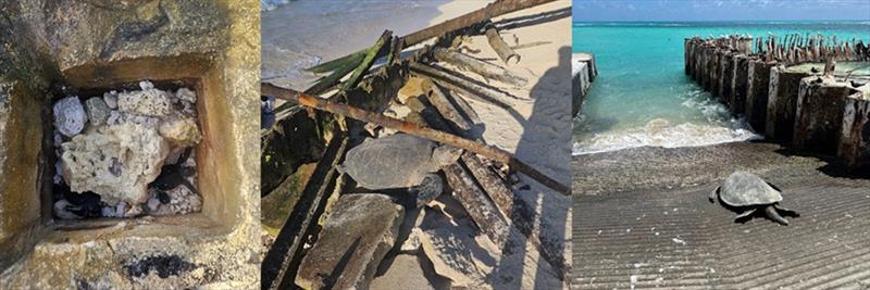 Green sea turtles (honu) entrapped (or being released) from various hazards throughout Tern Island photo copyright NOAA Fisheries taken at 