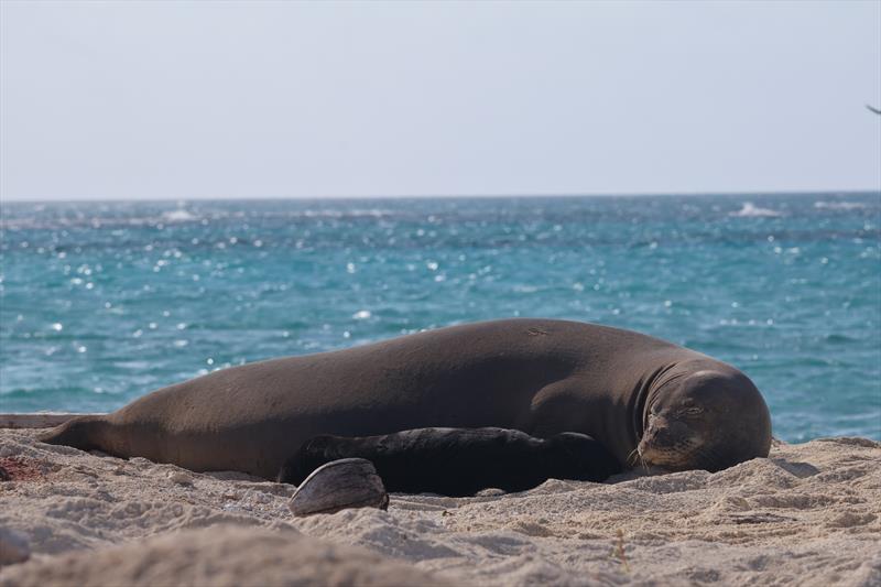A new mother and her pup lay in the sun at Lalo photo copyright NOAA Fisheries / Francesca Koethe taken at 
