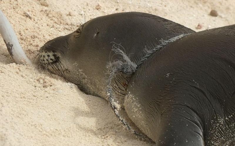 Entangled weaned pup at Kapou immediately prior to disentanglement photo copyright NOAA Fisheries taken at 