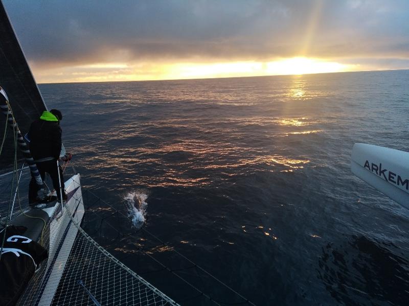 Atlantic sunset - Transat Jacques Vabre 2021 photo copyright Quentin Vlamynck / Arkema Sport taken at  and featuring the Multi 50 class