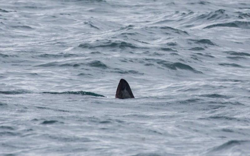 A shark on the race course on day 3 of the Musto Skiff UK Nationals at Castle Cove SC photo copyright Tim Olin / www.olinphoto.co.uk taken at Castle Cove Sailing Club and featuring the Musto Skiff class