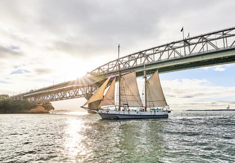 The Classic Ted Ashby sailing under Harbour Bridge. Tickets are available for Ted Ashby on race start - photo © New Zealand Maritime Museum / Todd Eyre Photography Ltd