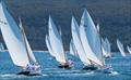 Inaugural Couta Week on Sydney Harbour & Pittwater © Judy Knott