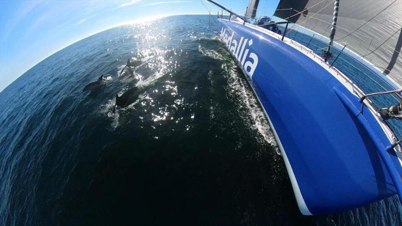 Dolphins playing alongside Medallia yesterday and now Pip Hare's IMOCA is finally in good breeze - 2022 Sevenstar Round Britain & Ireland Race, Day 5 - photo © Pip Hare Ocean Racing