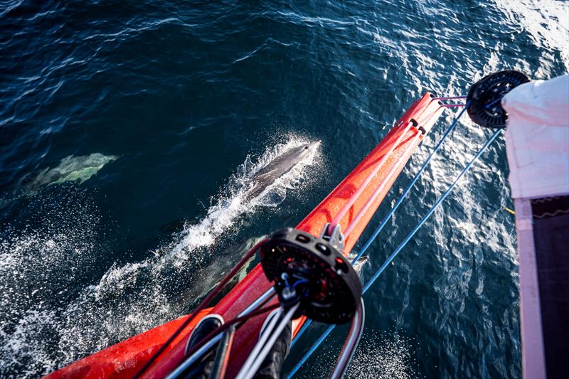 11th Hour Racing goes offshore for training leading up to the start of the 2021 Transat Jacques Vabre photo copyright 11th Hour Racing taken at  and featuring the IMOCA class