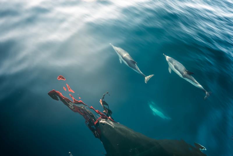 Team Malizia encountered lots of marine wildlife during Leg 2 of The Ocean Race Europe 2025 - photo © Flore Hartout / Team Malizia