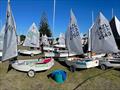 Toyota Optimist and Starling NZ Nationals - April 2022 - Napier Sailing Club  © Wakatere BC