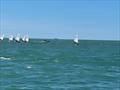 Toyota Optimist and Starling NZ Nationals - April 2022 - Napier Sailing Club  © Wakatere BC