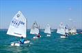 Downwind to the gybe mark - Optimist Red Ribbon Regatta at Hayling Island © Melvyn Cooper