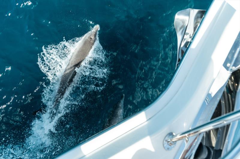 Our cruise towards the îlot was accompanied by playful dolphins photo copyright Riviera Australia taken at  and featuring the Power boat class