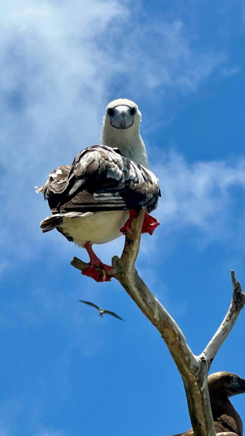Albatross Island is home to many species of birds and is world-recognised as an Important Bird Area photo copyright Riviera Australia taken at  and featuring the Power boat class