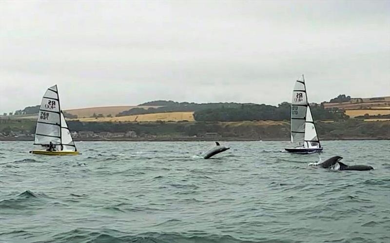 A pod of dolphins visits JP Watersports RS400 Scottish Tour Round 6 at Aberdeen & Stonehaven photo copyright Claire Leven taken at Aberdeen & Stonehaven Yacht Club and featuring the RS400 class