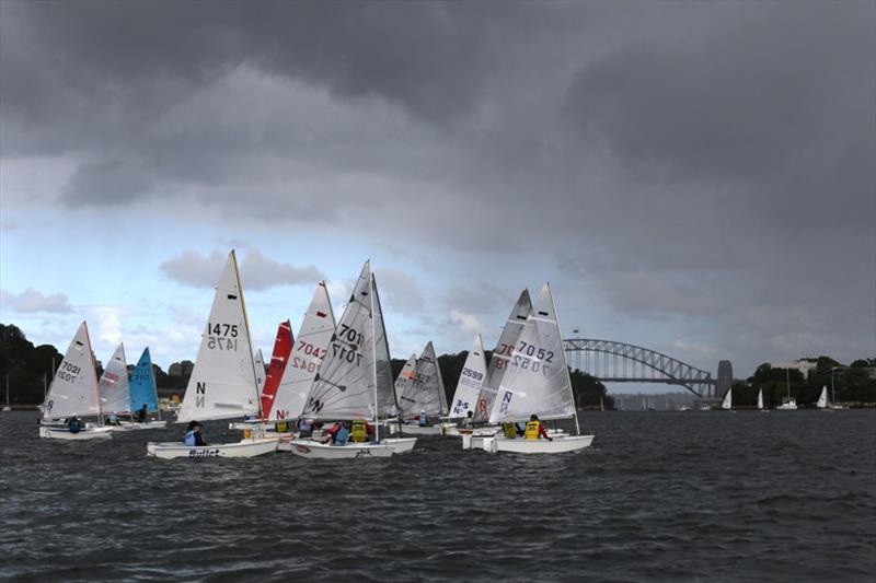 Sabot sailors take on Sydney Harbour  photo copyright Sam Gong taken at Lane Cove 12ft Sailing Skiff Club and featuring the Sabot class